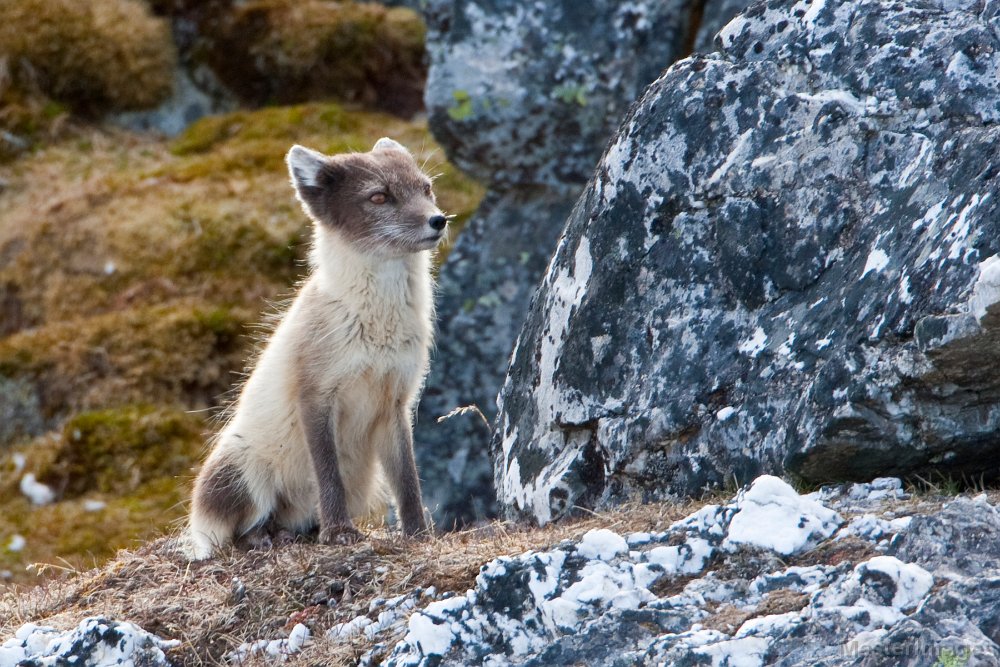 Arctic Fox/IMG_0797c